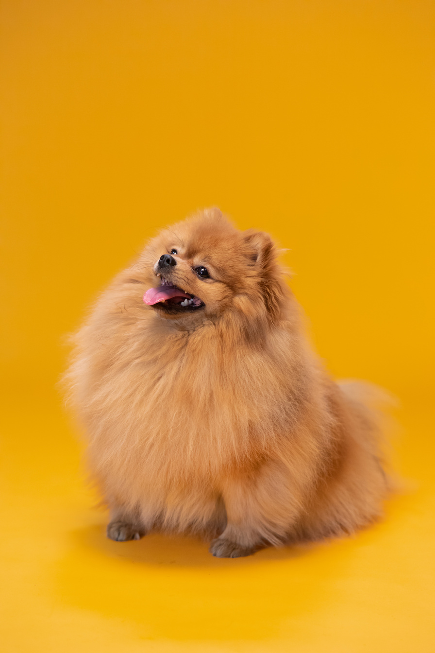 Brown Pomeranian Dog